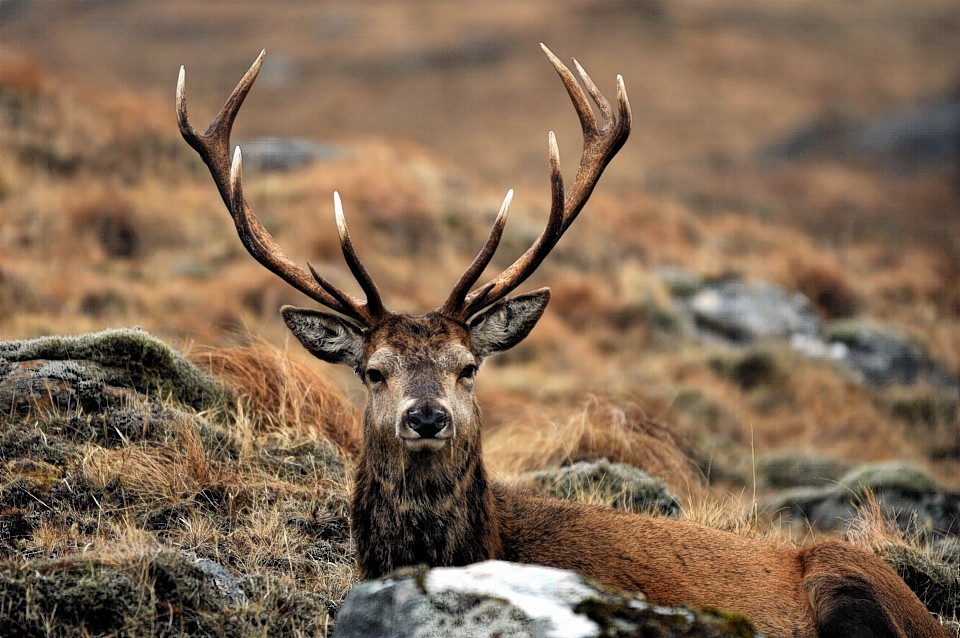 how-did-deer-get-to-the-scottish-islands