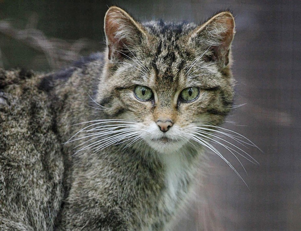 Six north east areas identified to tackle decline of Scottish wildcat