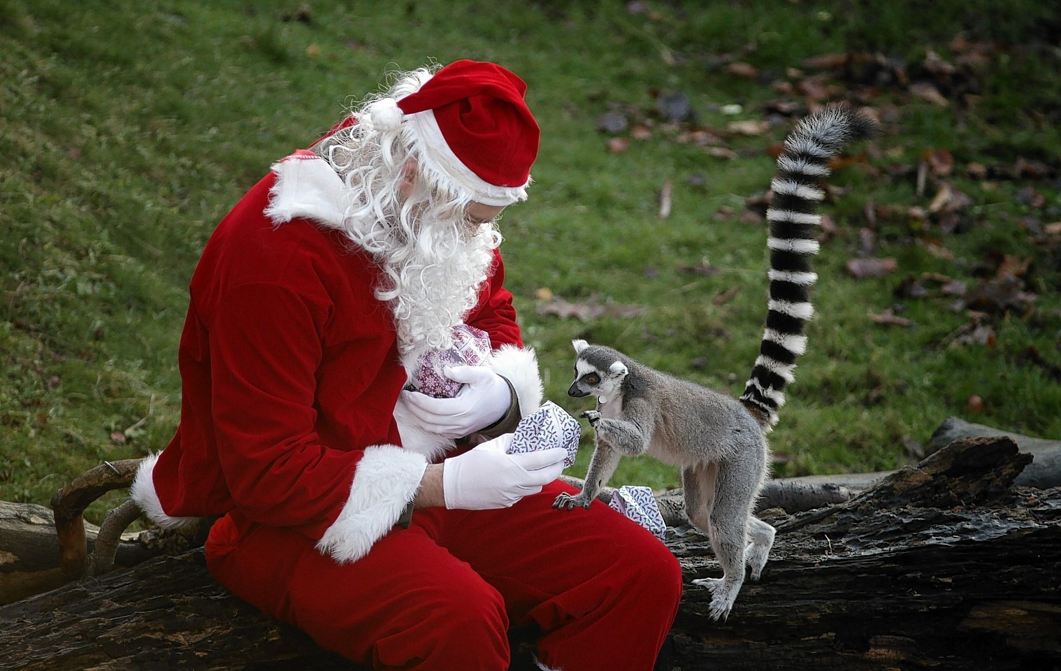 christmas-arrives-at-edinburgh-zoo