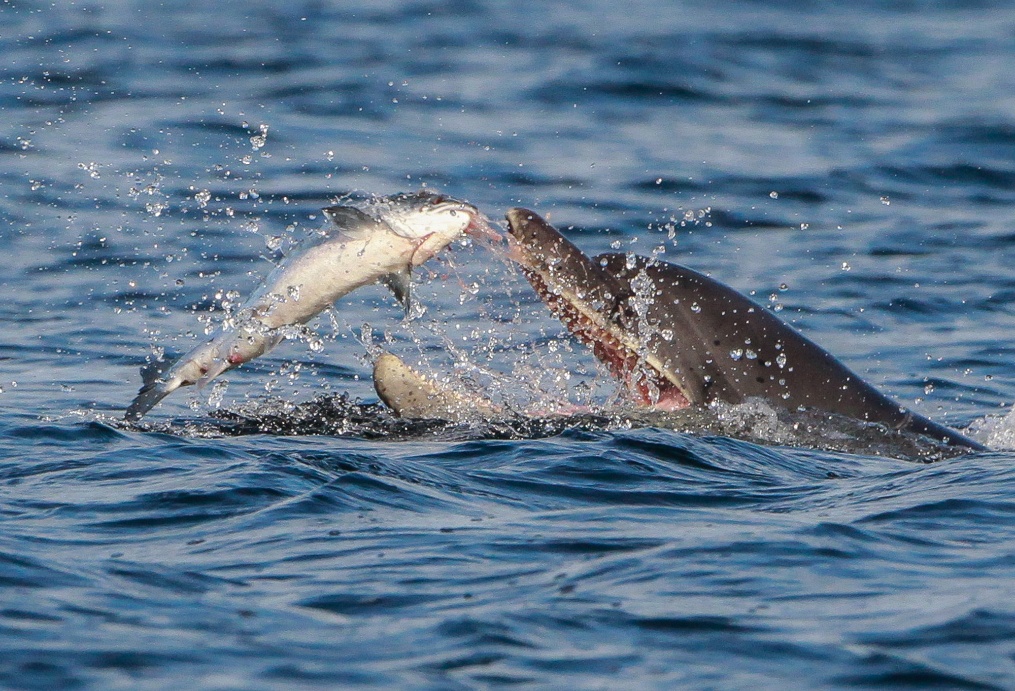 Aberdeenshire wildlife watchers wow judges at national photo competition