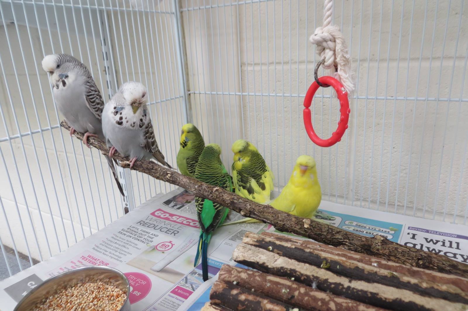 Eight budgies found dumped at side of north-east road