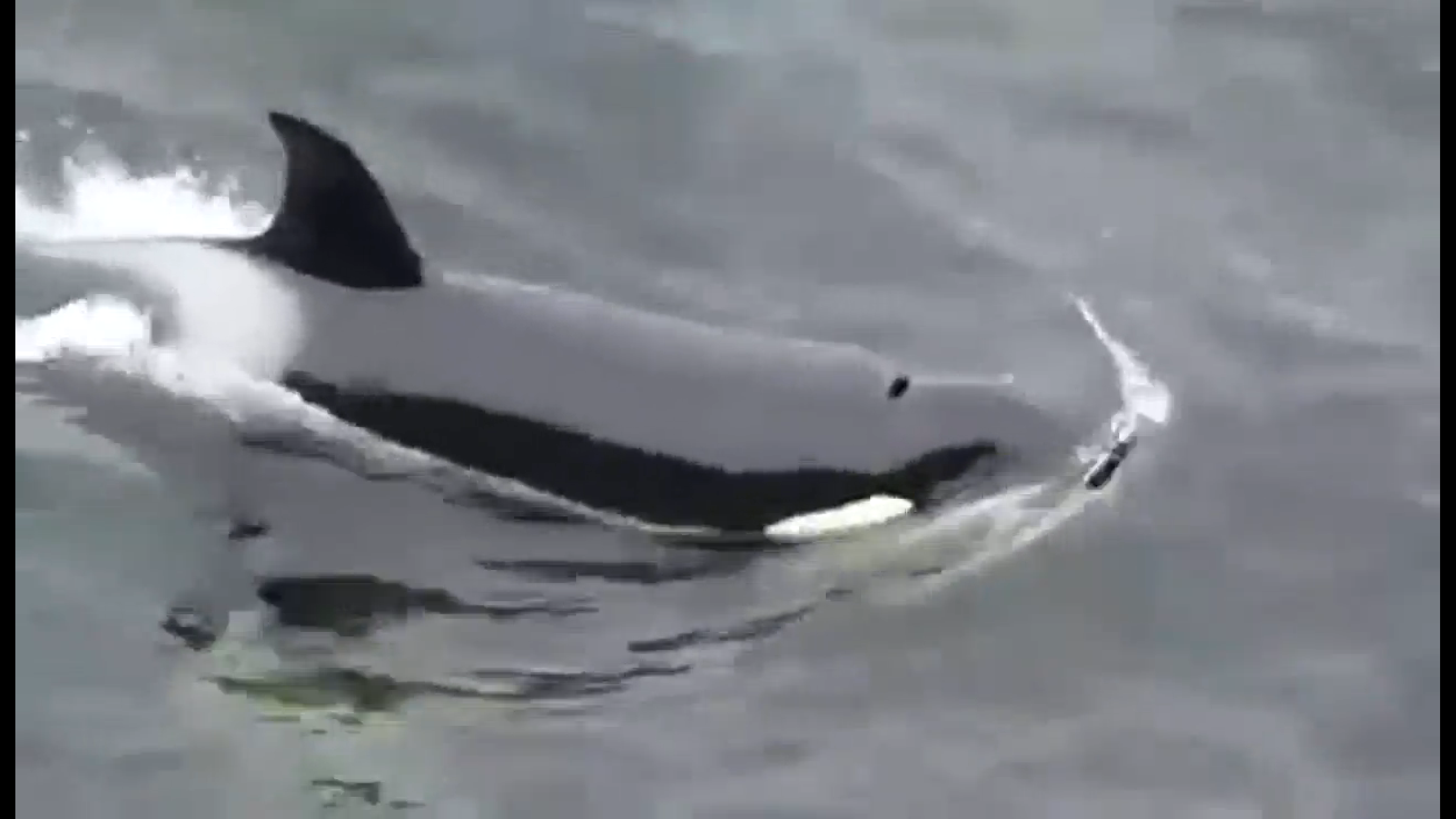 VIDEO: Incredible footage shows killer whales seal hunting off Shetland ...