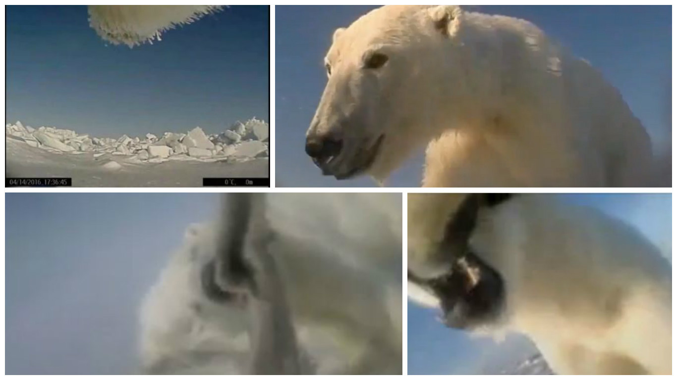 Scientists Strapped Cameras To Polar Bears' Heads... And This Is The Result