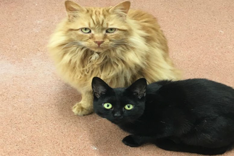 Pair of rescue cats who 