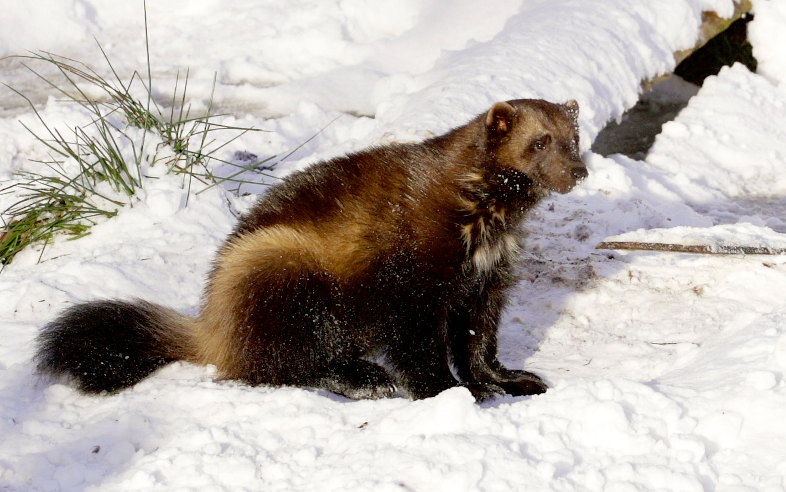 Wolverines embrace Scotland's winter