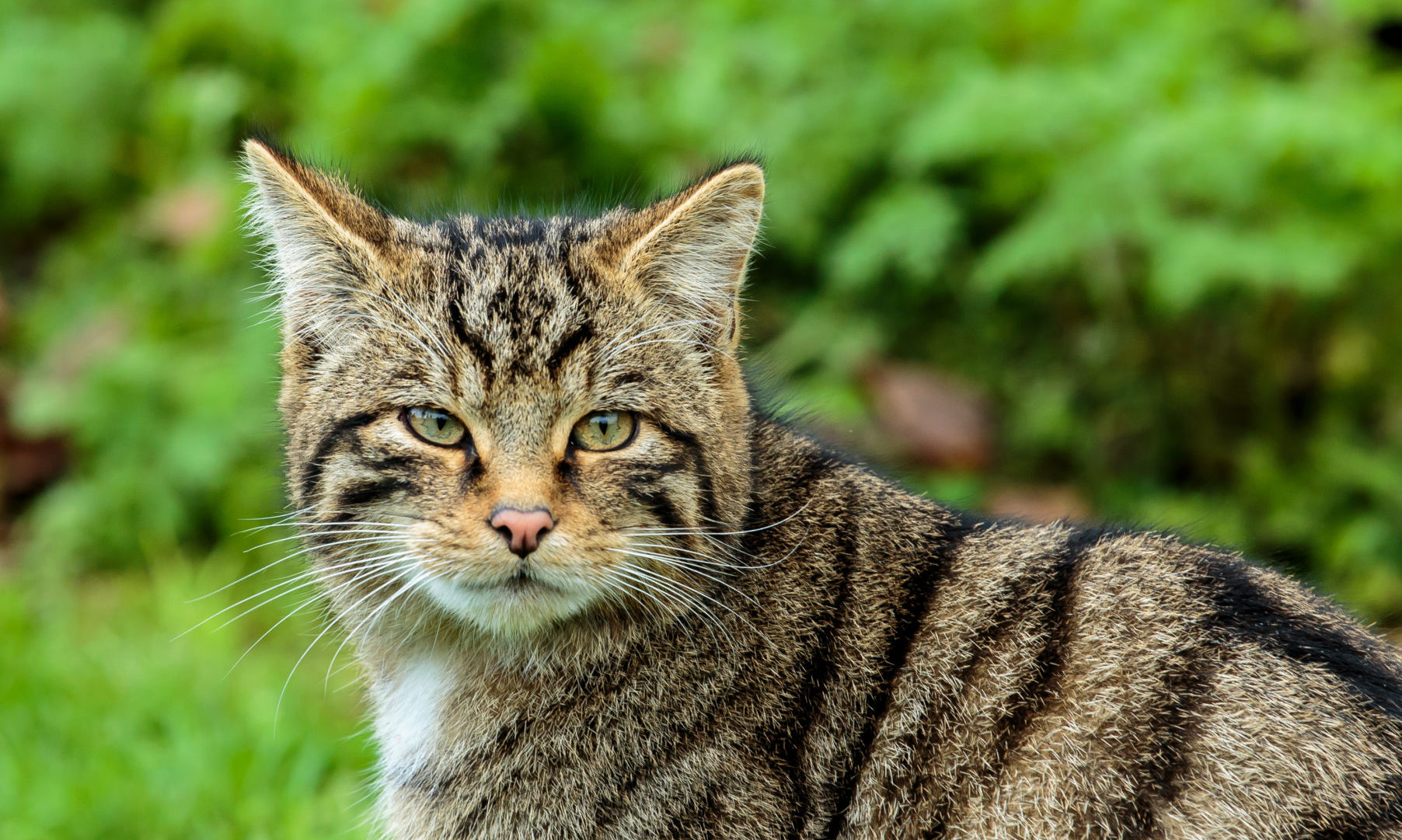 Plans lodged for new wildcat breeding centre in the Highlands