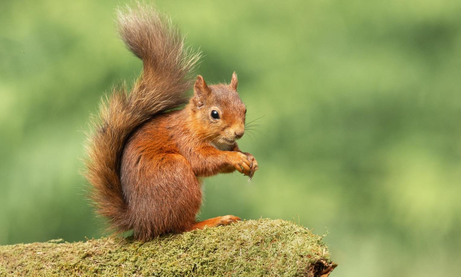 Squirrel-spotters asked to record reds for week-long survey to help ...