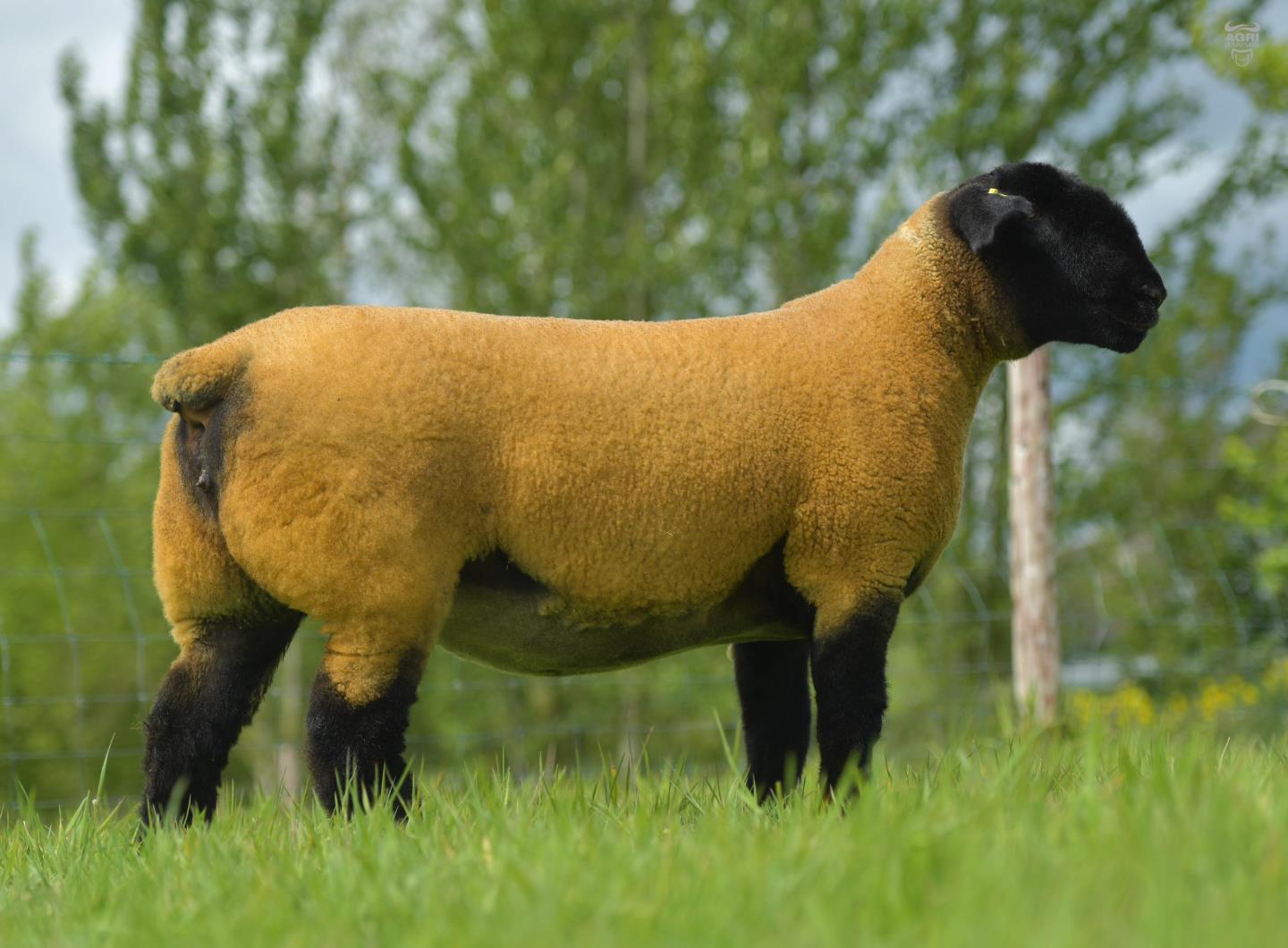 international-buyers-snap-up-pedigree-sheep-at-online-auction