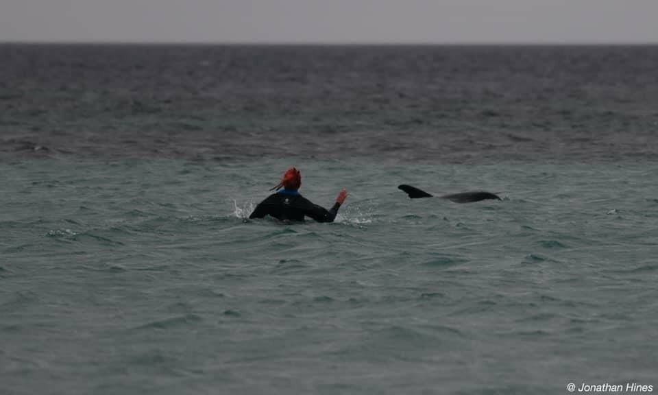 Medics and volunteers come together to try to save stranded dolphin in ...