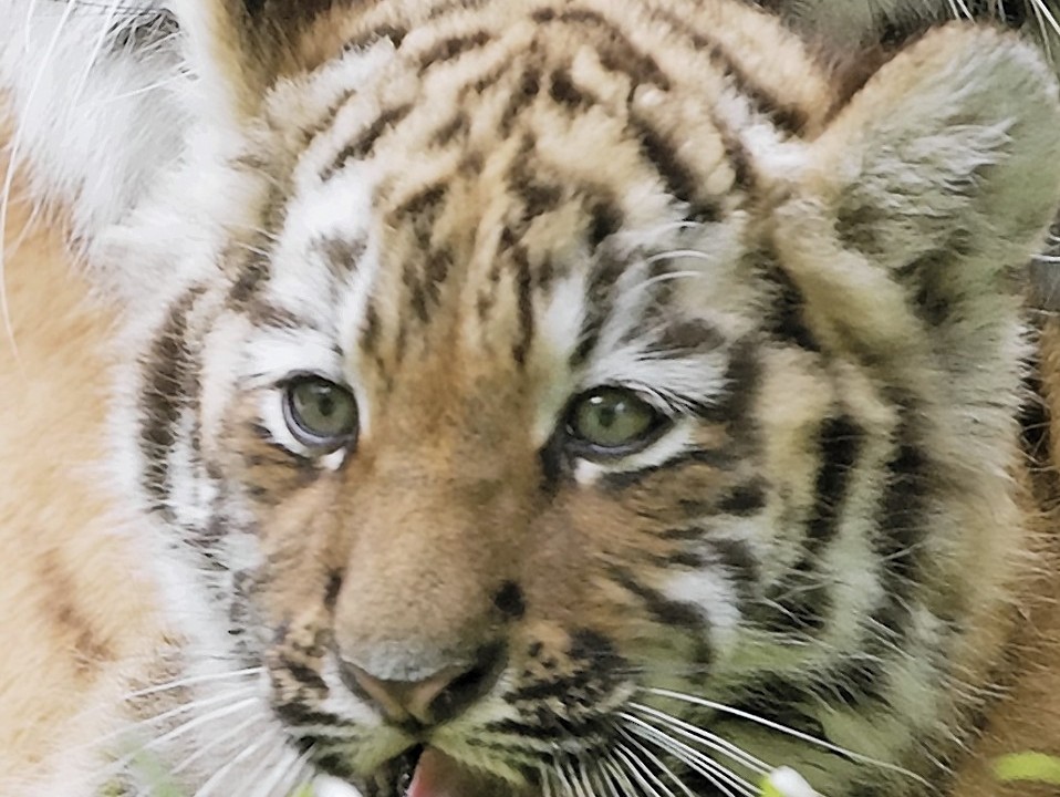 Adorable pictures show baby tiger playing with its mum | Press and Journal