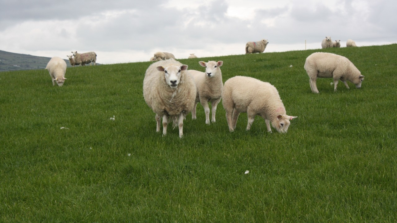 new-competition-to-find-best-sheep-farm-in-scotland-press-and-journal