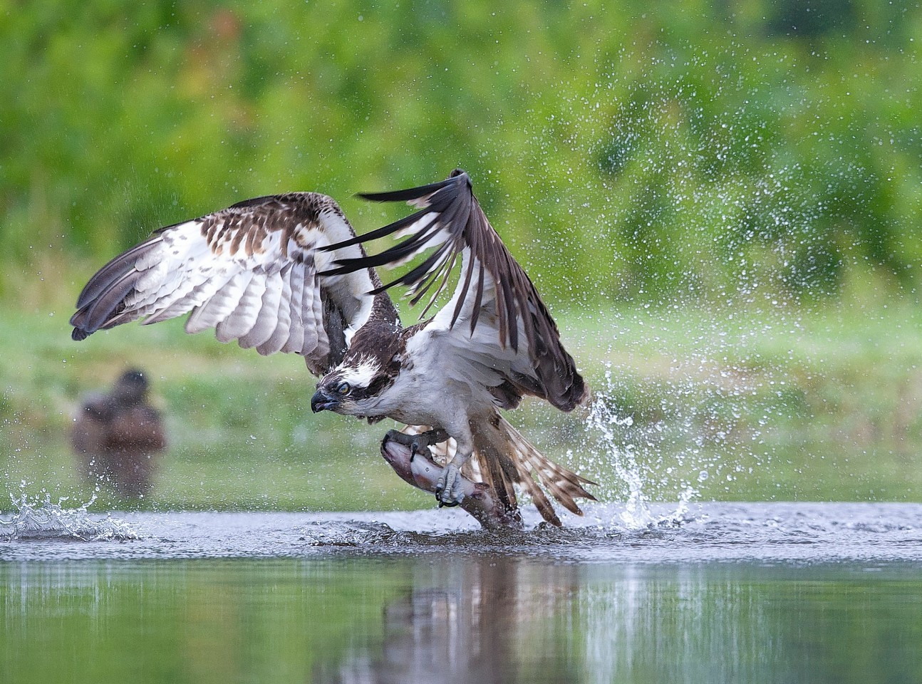 osprey fishing