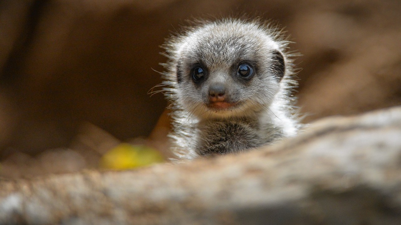 baby meerkat teddy