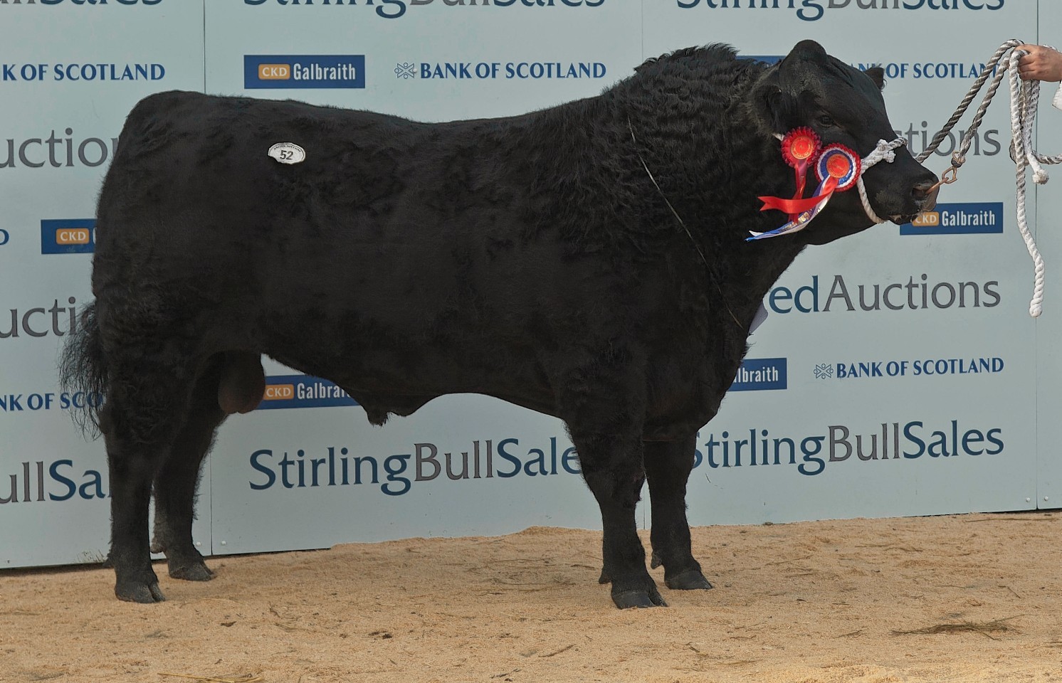 Stirling Bull Sales October 2014: Aberdeen-Angus prices fall | Press ...