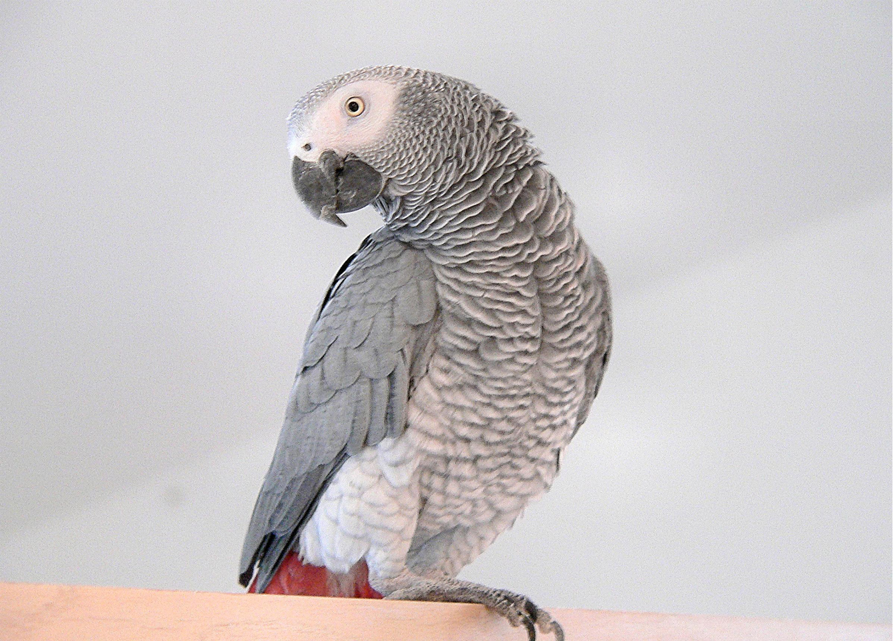 african grey parrot teddy