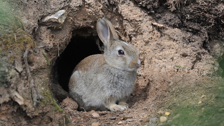 Burrowing rabbits at Aberdeenshire graveyard to be gassed | Press and ...