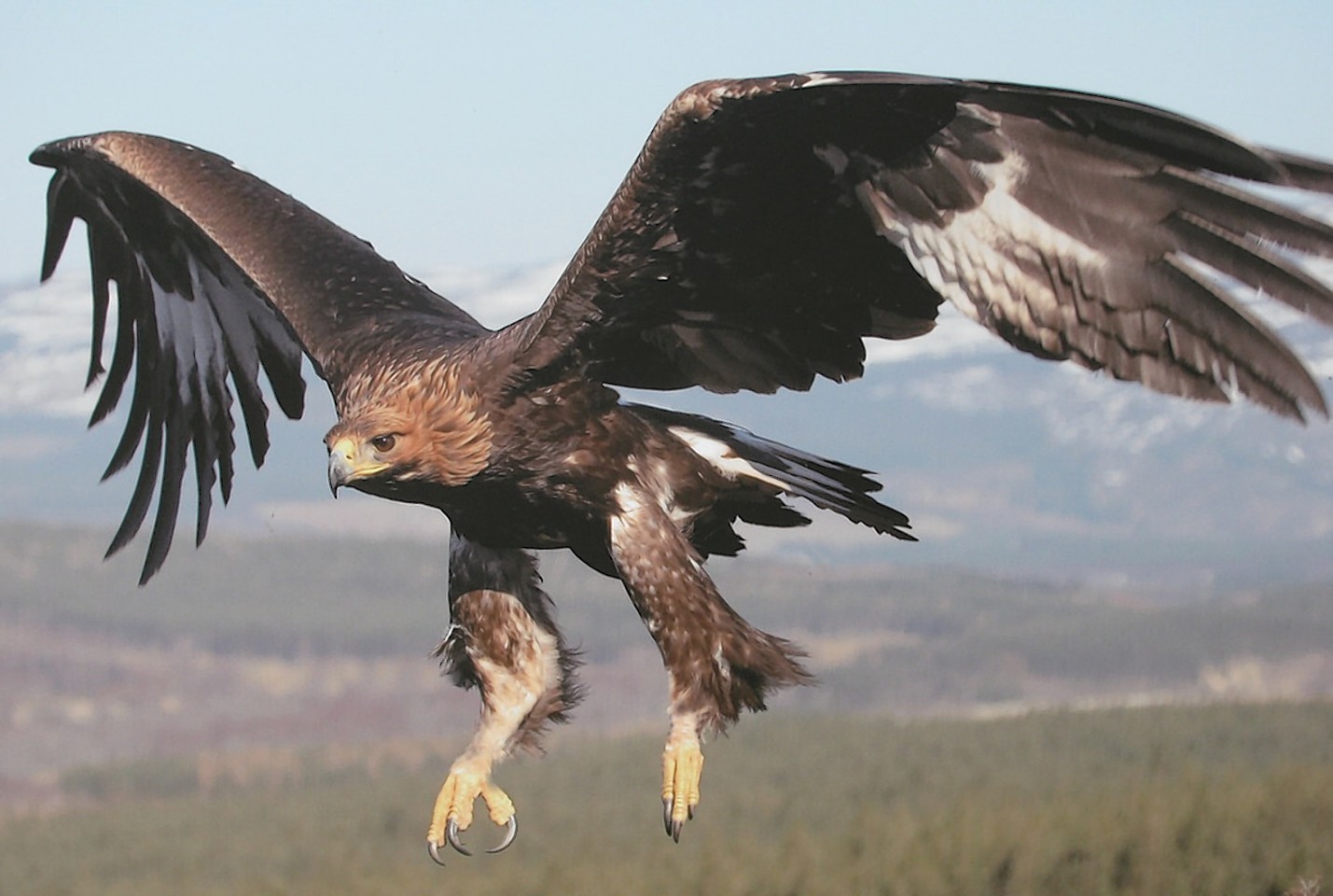 Major New Study To Guage Health Of Scotlands Golden Eagles