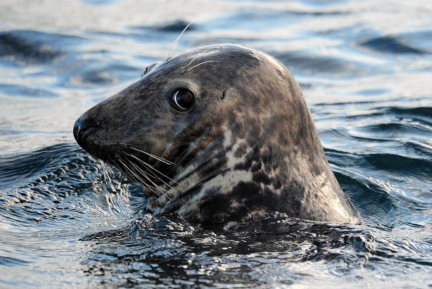 Seal Fish Meaning