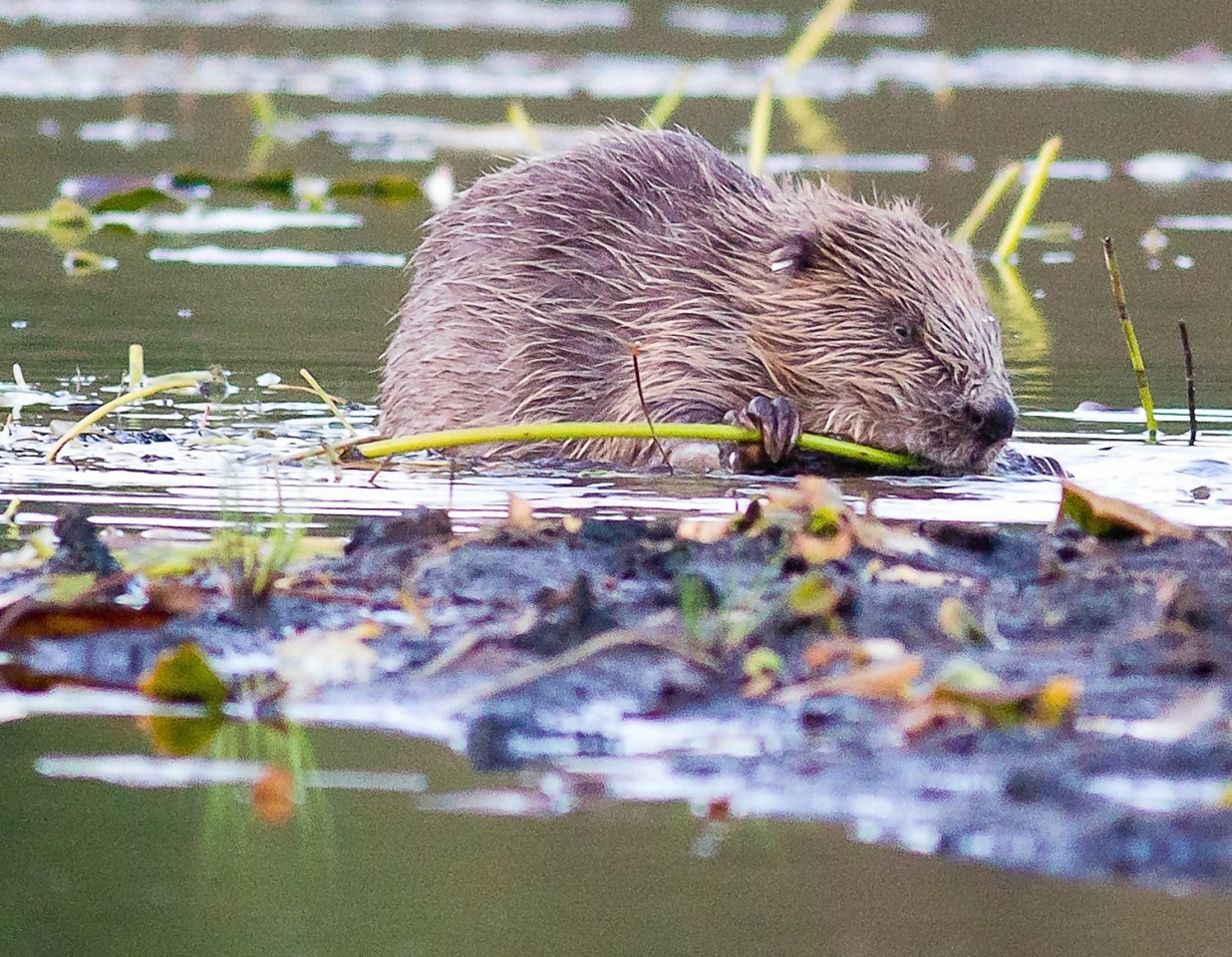 Scottish beavers break tradition with wife-swapping