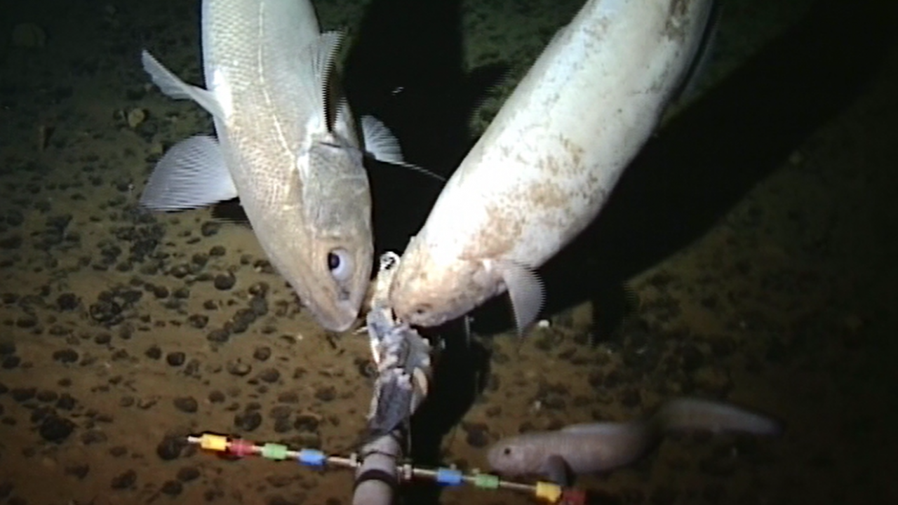 VIDEO: World's deepest fish discovered in Mariana Trench by Aberdeen ...