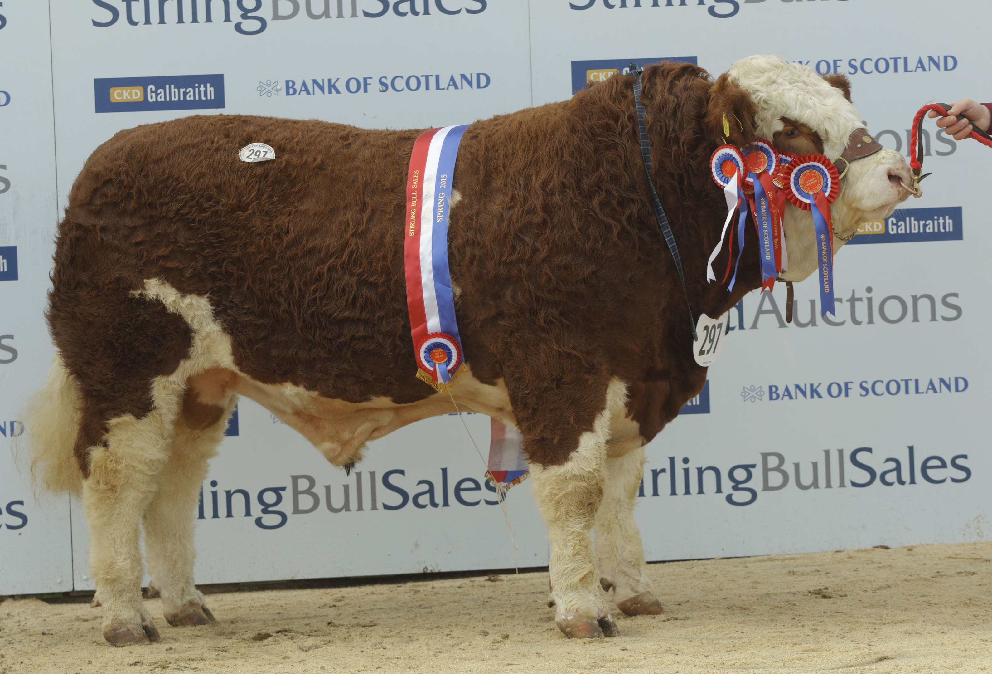 Simmentals top 12,000gn at Stirling Bull Sales | Press and Journal