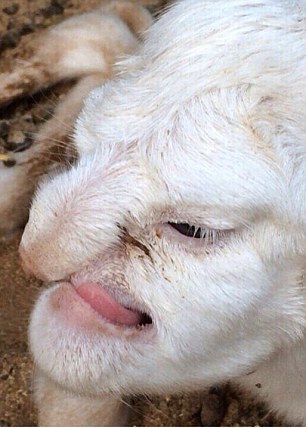 Only in Russia: lamb born with face like Popeye