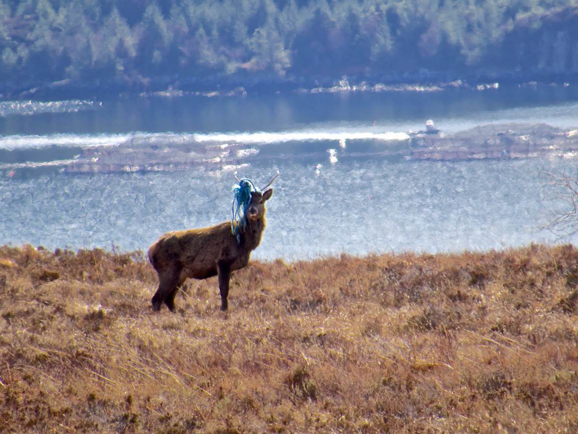 New pictures emerge of another deer with rope wrapped around its antlers