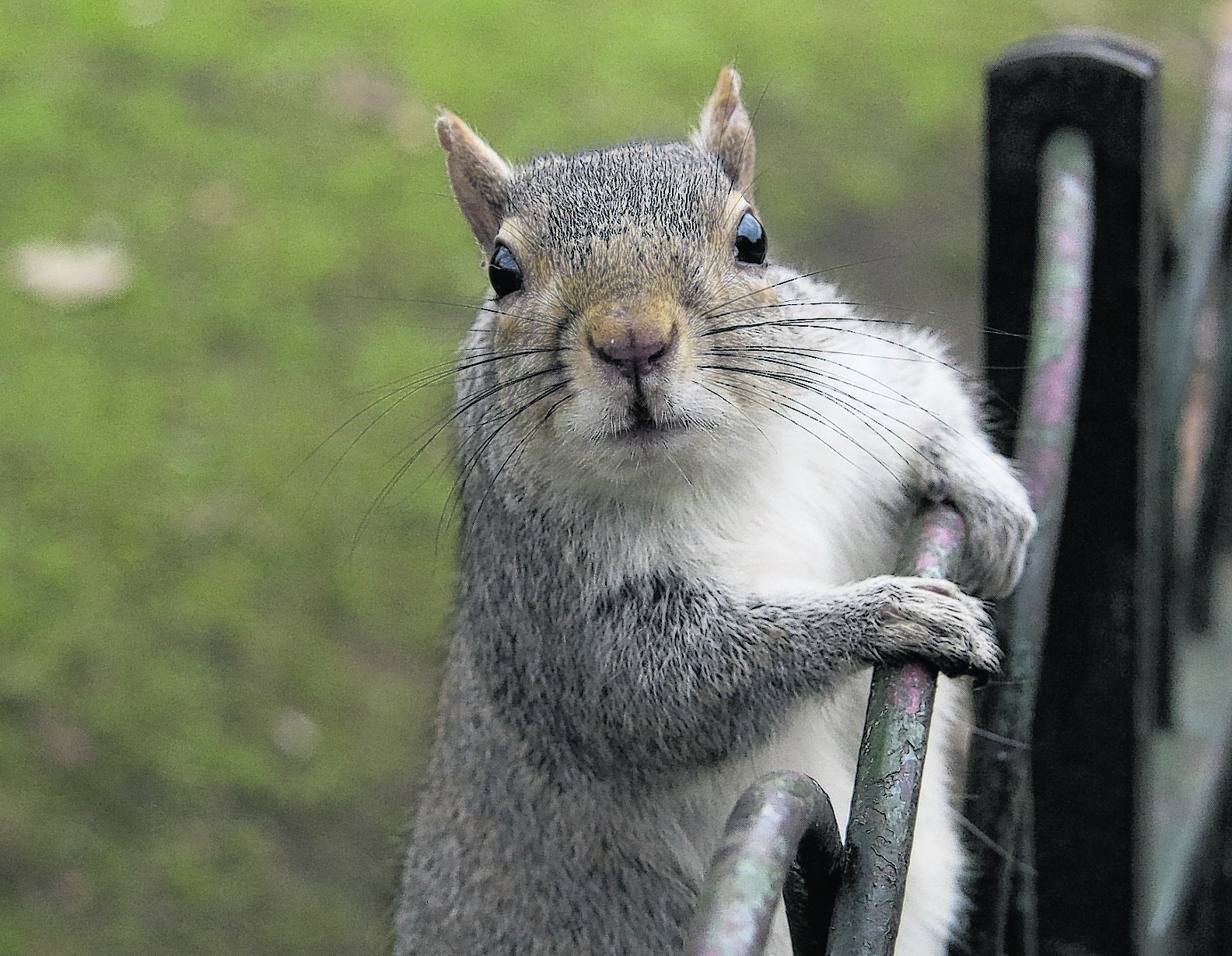 webkinz grey squirrel