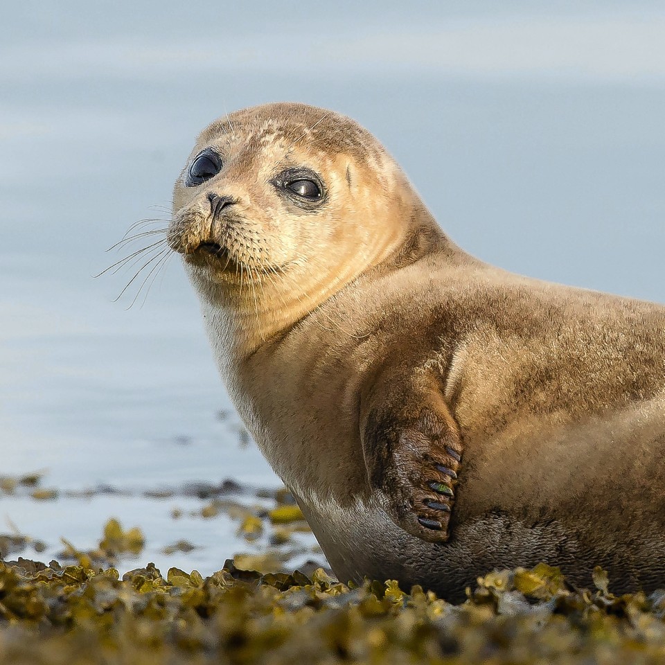 Concern over Scottish Government plan to protect Aberdeenshire seal ...