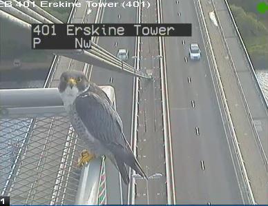 Peregrine Poses On Erskine Bridge Cam Press And Journal