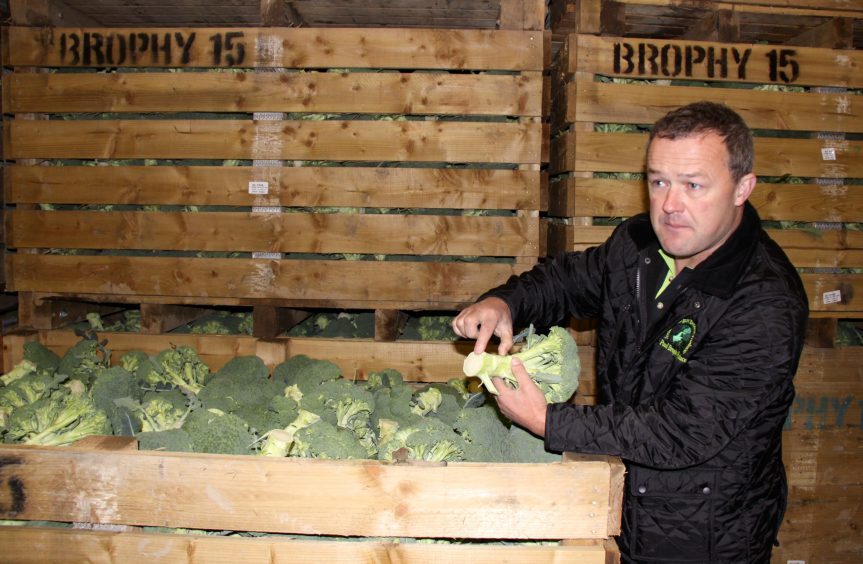 Ireland's largest broccoli grower reaps rewards from precision ...