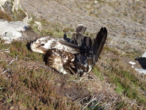 Rspb Scotland Reveals More Than 700 Raptor Deaths In 20 Year