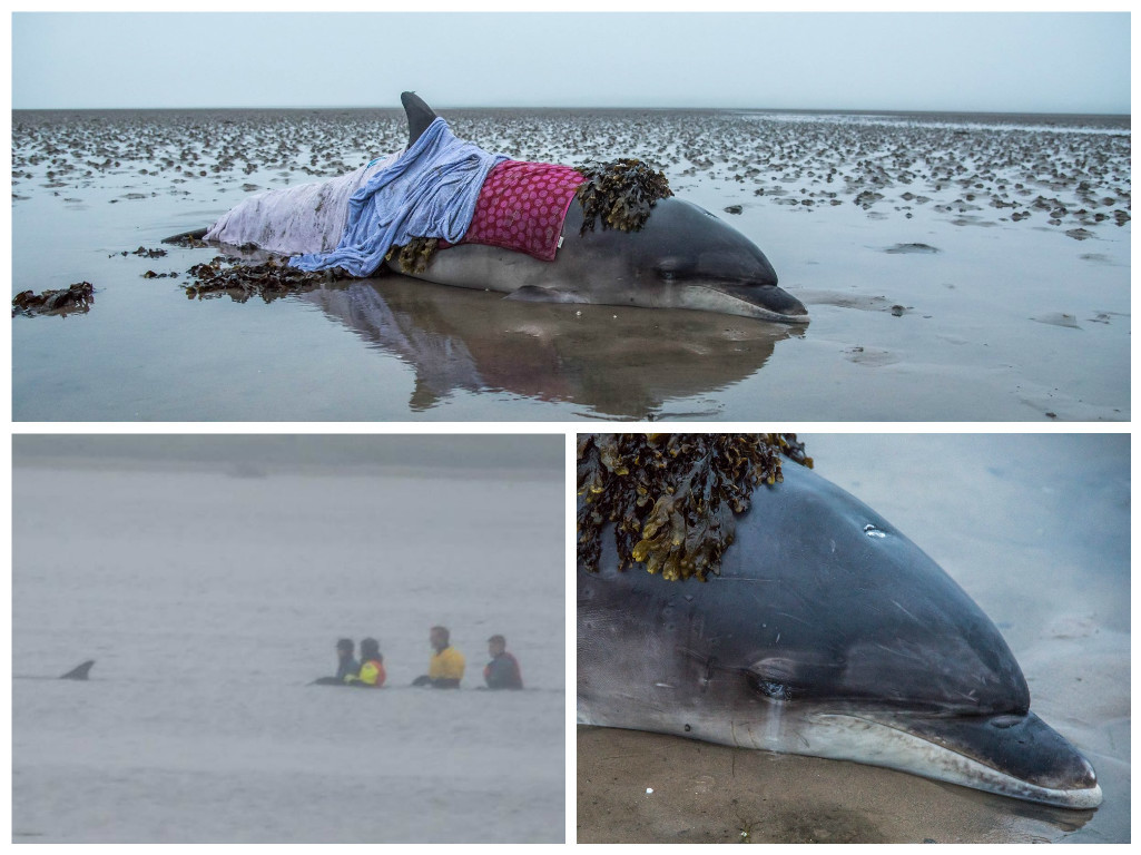 Heart-warming moment Dolphin stranded on north beach is rescued by