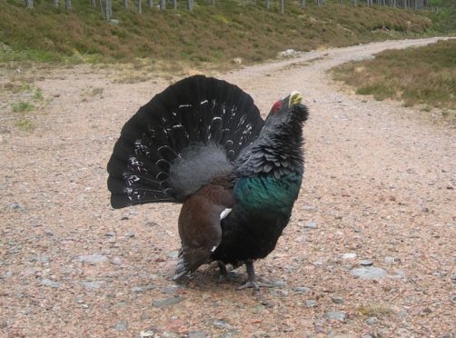 Capercaillie Sighting Prompts Closure Of Deeside Estate Path