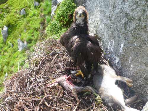 Mystery Of Eight Missing Golden Eagles Sparks Row Press