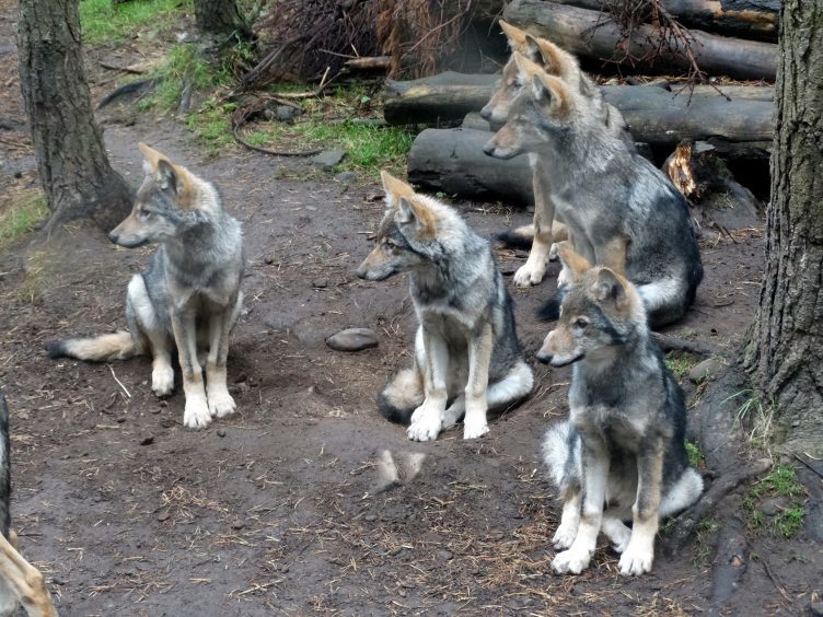 VIDEO: Four month old wolf pups are half the size of their parents