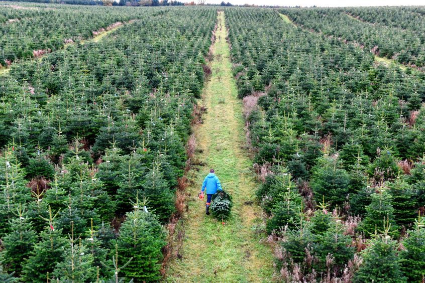 Pictures show the start of Christmas tree harvest