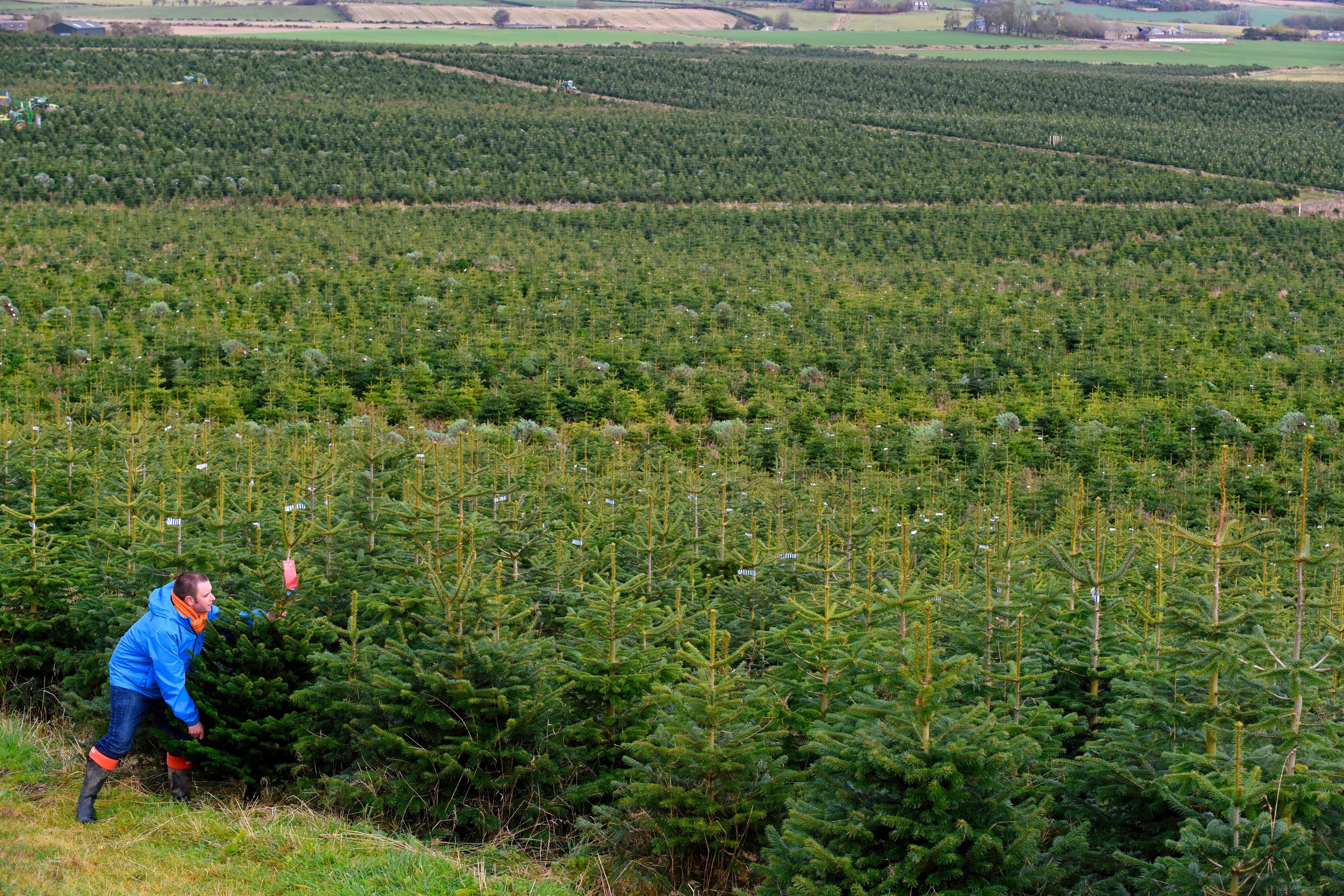 Pictures show the start of Christmas tree harvest Press and Journal