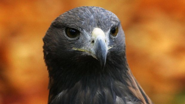 Suspected Theft Of Eggs From Golden Eagle Nest In Highlands