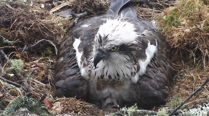 osprey lady