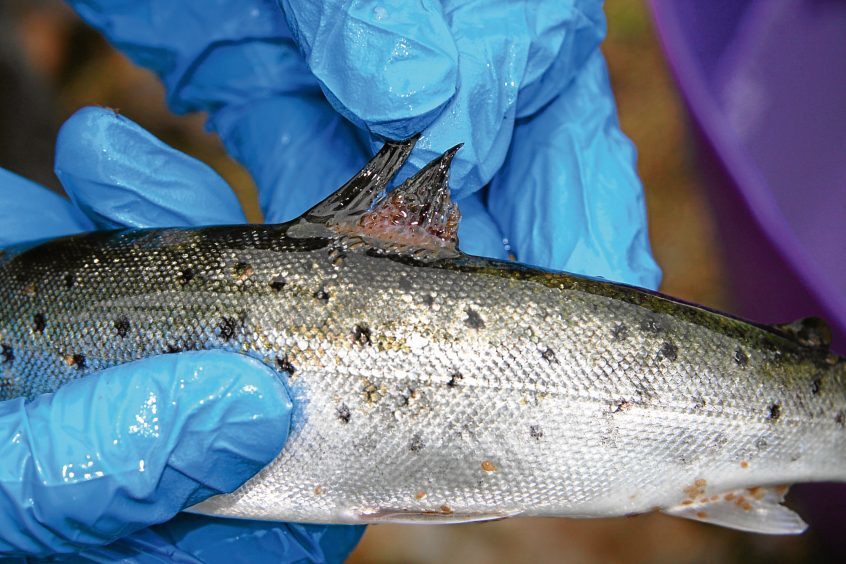 Study sparks sea-lice row as conservationists say research shows salmon