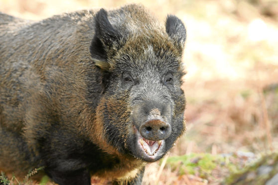 Bid to gauge feral wild boar total in Scotland | Press and Journal