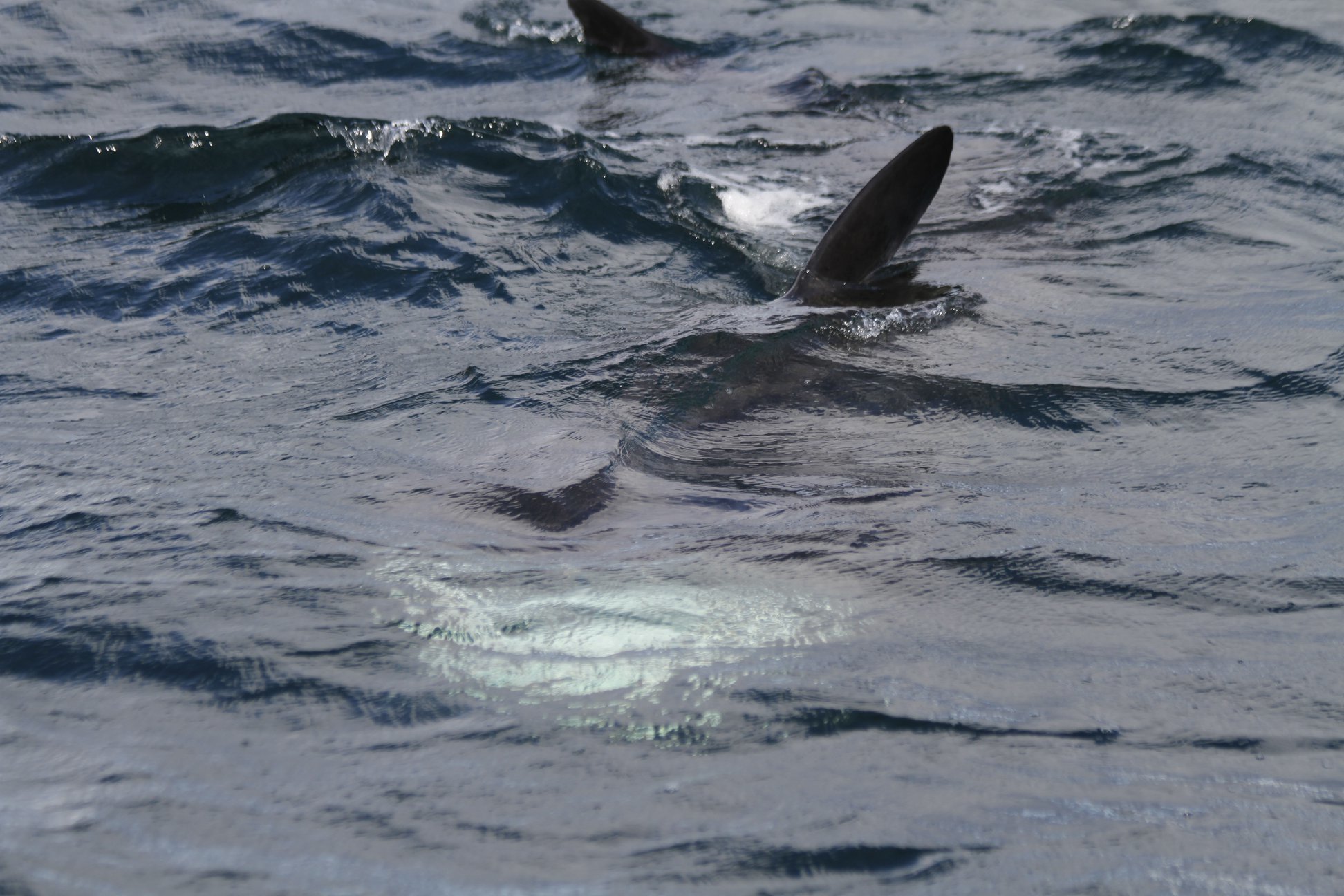 Rare basking shark sightings in the Moray Firth | Press and Journal