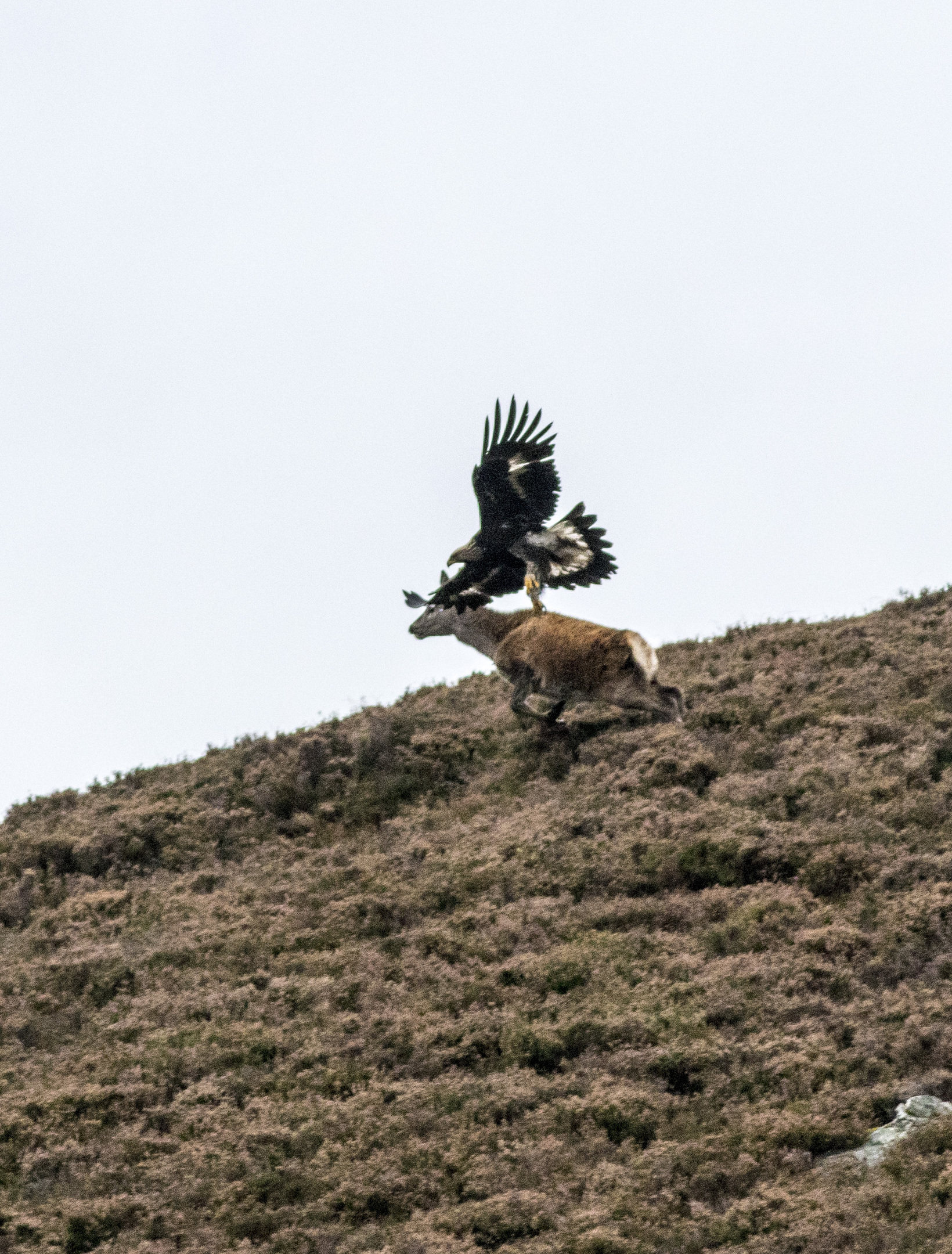 Spectacular Images Capture Moment Golden Eagle Swooped On