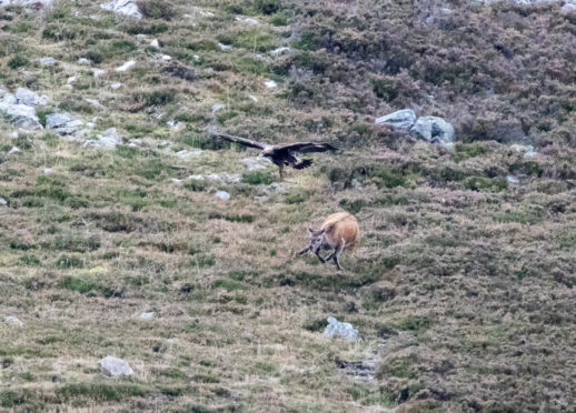 Spectacular Images Capture Moment Golden Eagle Swooped On