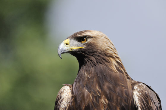 New Trial Tag System Will Help Protect Golden Eagles In