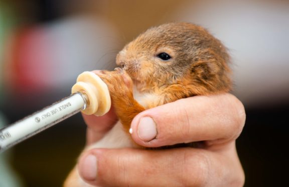 adorable-baby-red-squirrel-delilah-being-nursed-back-to-health