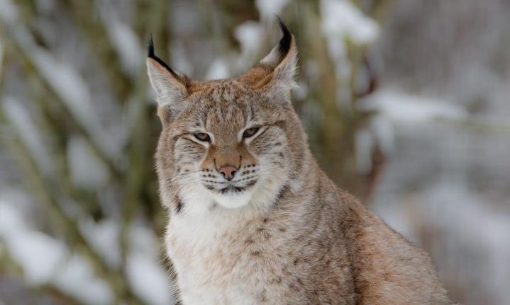 Operation launched to capture two lynx roaming the Highlands