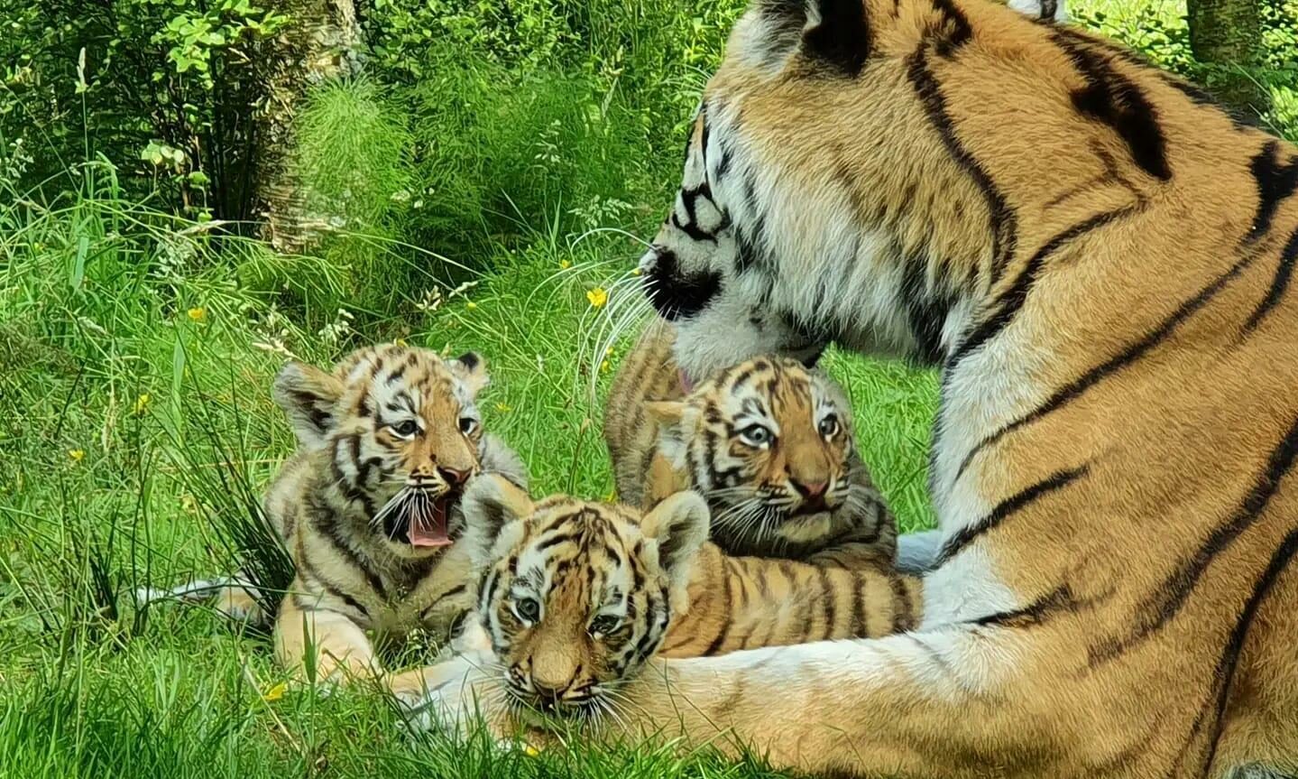 Scotland's Highland Wildlife Park welcomes three endangered Amur tiger cubs, UK News