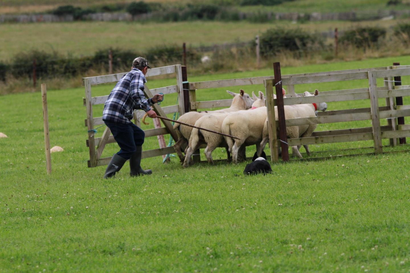 Scottish National Sheepdog Trials McCrindle wins in Caithness